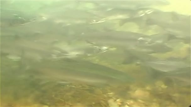 Fische unter dem Wasser — Stockvideo