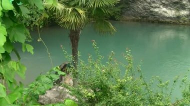 ozera.abhaziya ile mavi tavus kuşu