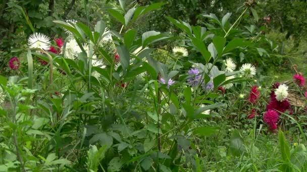 Bloemen in de tuin — Stockvideo