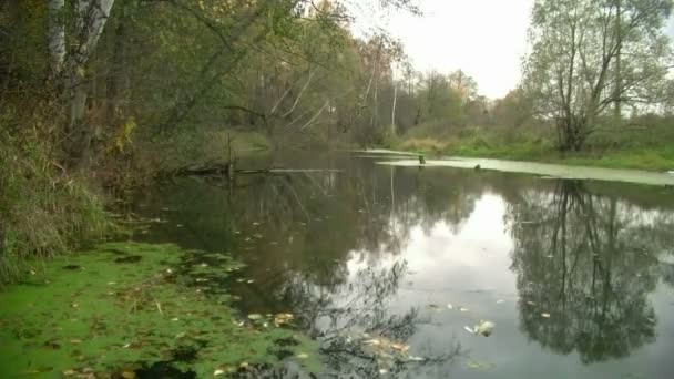 River in autumn — Stock Video