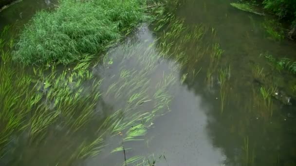 Река с водорослями — стоковое видео