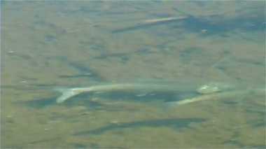 Nehirdeki küçük balık