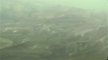 Suyun altındaki balıklar