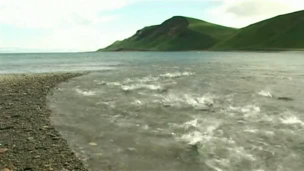 Łosoś z brzegu w płytkiej wodzie — Wideo stockowe