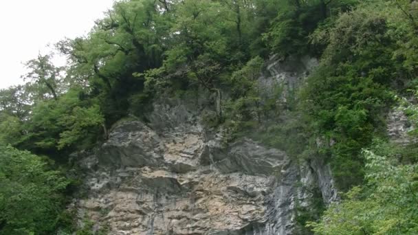 Baum auf einer Klippe — Stockvideo