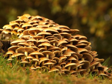 bir treetrunk etrafında mantarlar