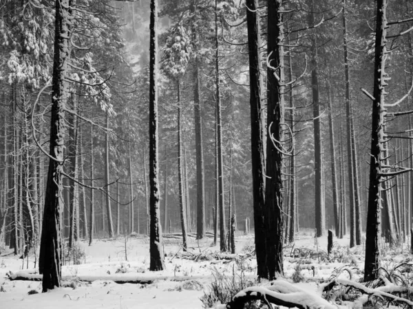 Yosemite parkı kar fırtınası sırasında siyah beyaz kavak ağaçları — Stok fotoğraf