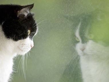 kedi seyir onun yansıması