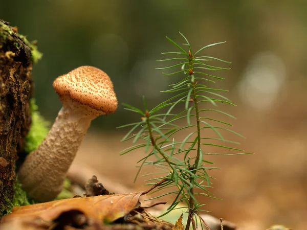 Toadstool next to a tree — Stock Photo, Image