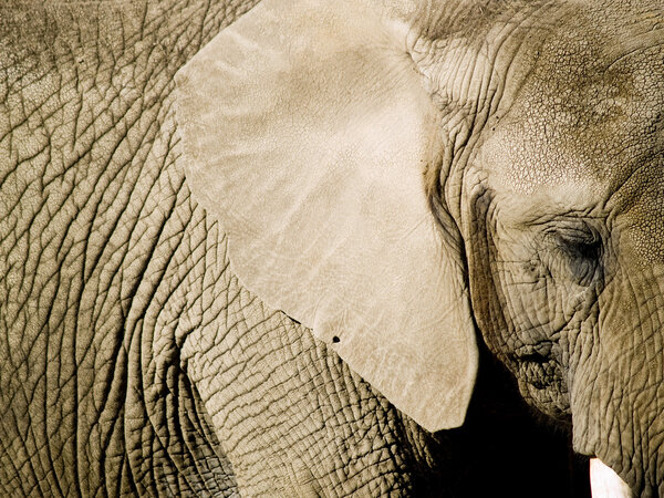 Close up of an elephant with focus on the eye