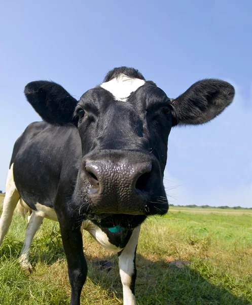 Closeup of a black and white cow — Stock Photo, Image