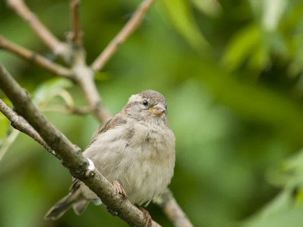 Sperlingsweibchen — Stockfoto