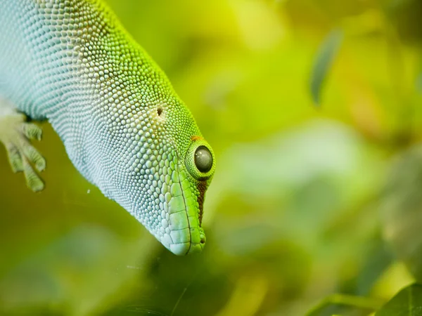 Giant day gecko — Stock Photo, Image
