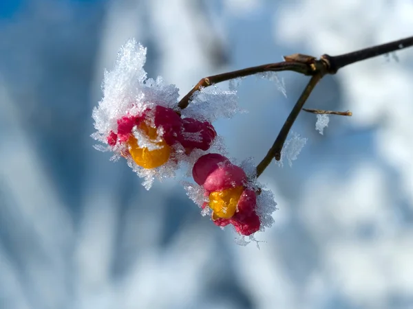 Frozen berries in the winter — Stock Photo, Image