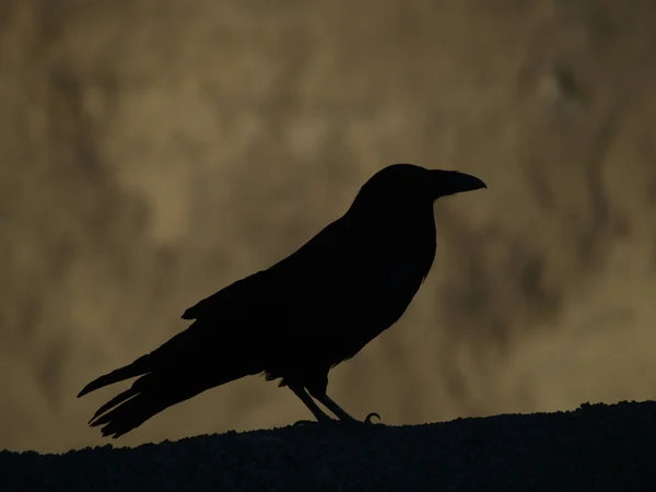 Une silhouette d'un gros corbeau — Photo