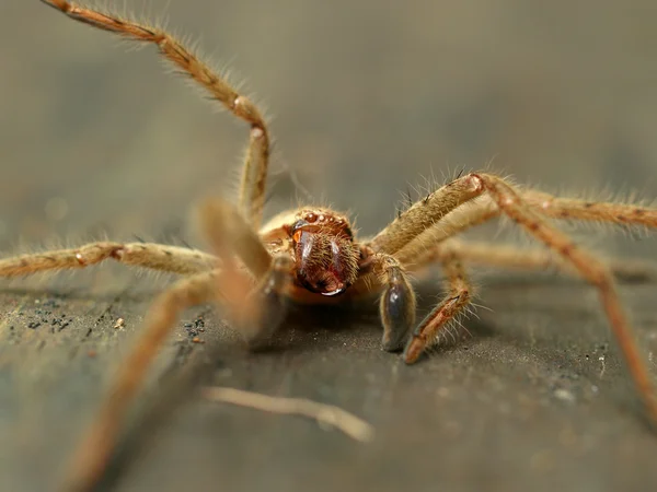 Australiska huntsman spider — Stockfoto