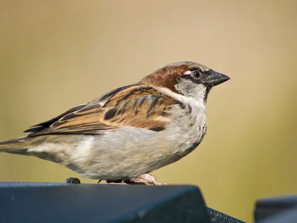 Sperlingsmännchen — Stockfoto