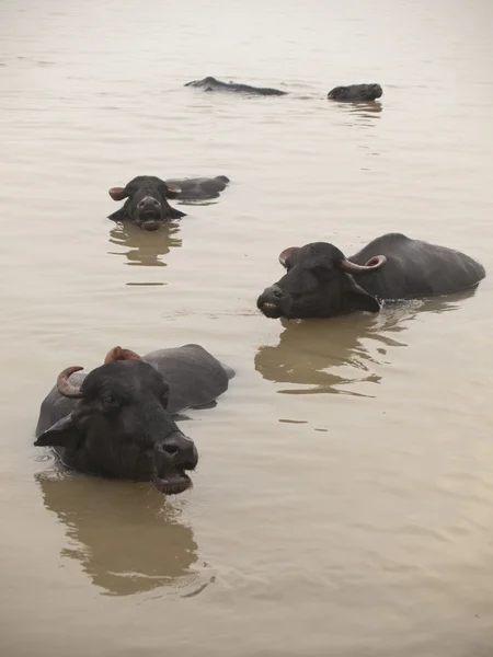 Water buffalo's are bathing in the holy river the Ganges in Vara — Stock Photo, Image