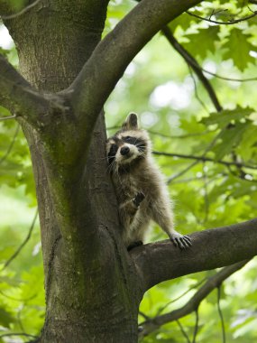 Raccoon in a tree clipart
