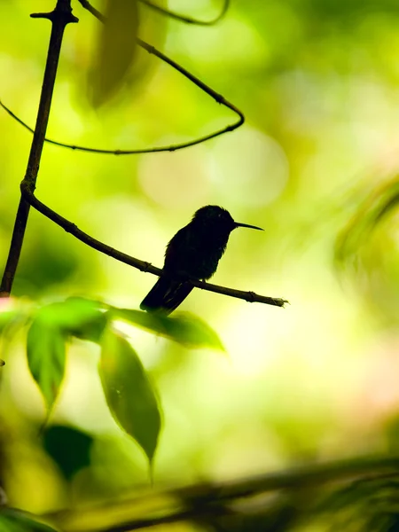 Silhouette du Colibri à queue rousse (Amazilia tzacatl ) — Photo