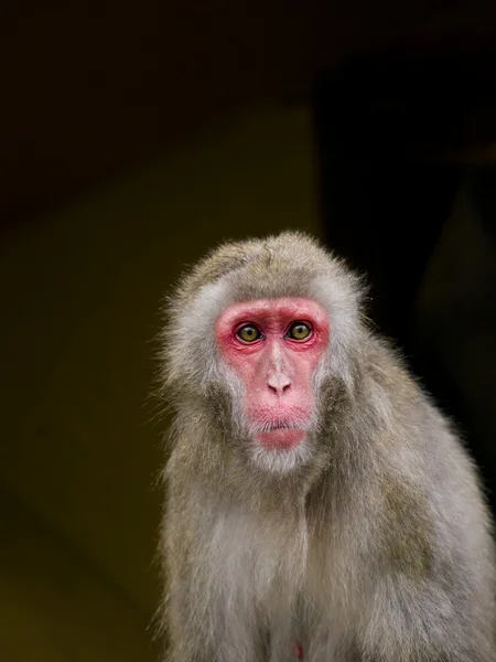 Macaque — Stock Photo, Image