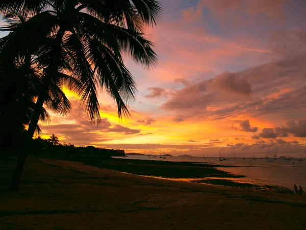 Hermosa puesta de sol con una silueta de palmera — Foto de Stock