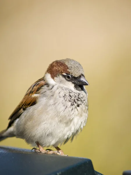 Sperlingsmännchen — Stockfoto