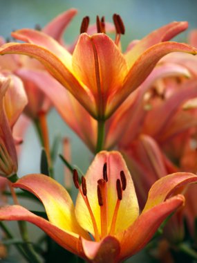 Michigan Lily