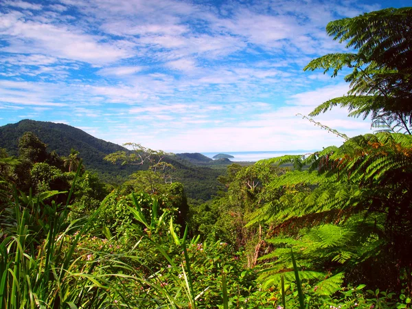 Belle vue sur la forêt tropicale — Photo