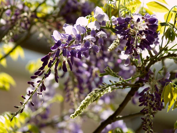 purple flowers hanging down