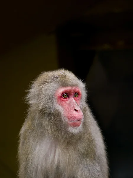 Macaque — Stock Photo, Image