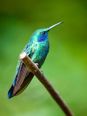 Yeşil menekşekulaklı (Colibri thalassinus) bir dal üzerinde tünemiş