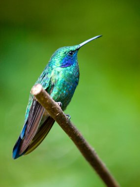 The Green Violetear (Colibri thalassinus) perched on a branch clipart