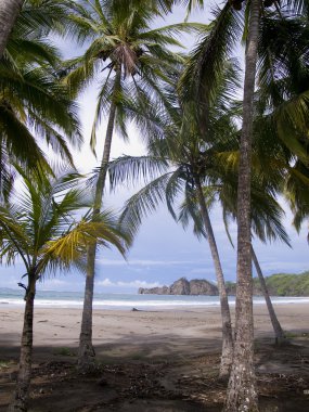 samara Kosta Rika güzel ıssız tropikal plaj