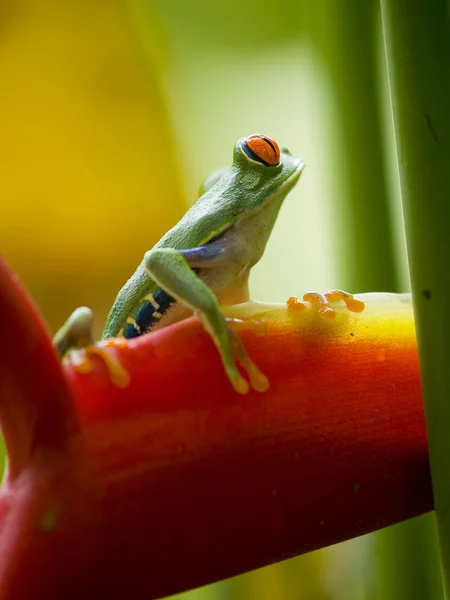 The famous red eyed tree frog (Agalychnis Callidryas) — Stock Photo, Image