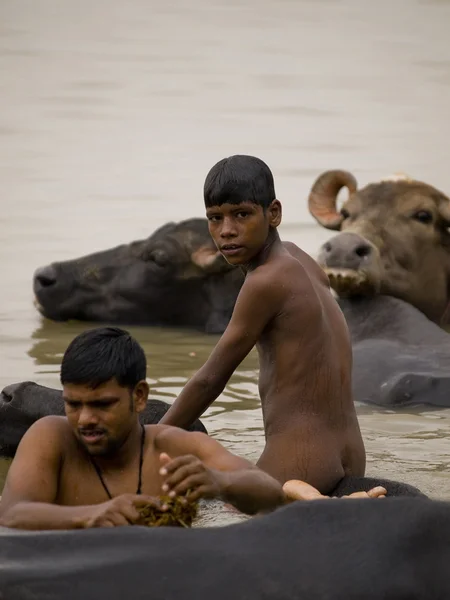 正体不明のローカル男の子は水に彼の水牛を洗ってください。 — ストック写真