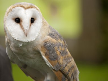 Bir peçeli baykuş (Tyto alba portresi)