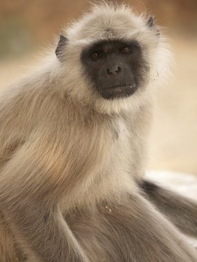 gri langur jaigarh kale - jaipur, Hindistan