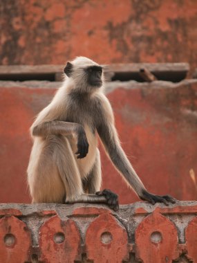 gri langur jaigarh kale - jaipur, Hindistan