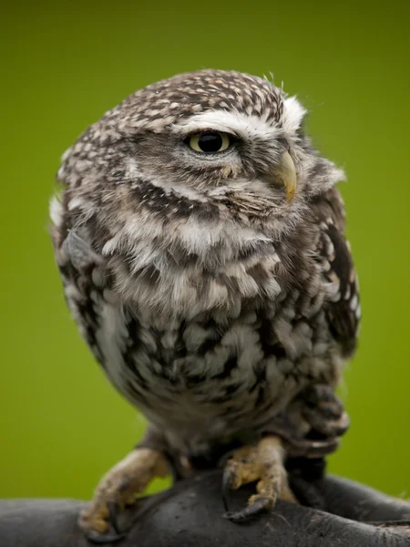 Angry looking little owl (athene noctua) bertengger di cabang — Stok Foto