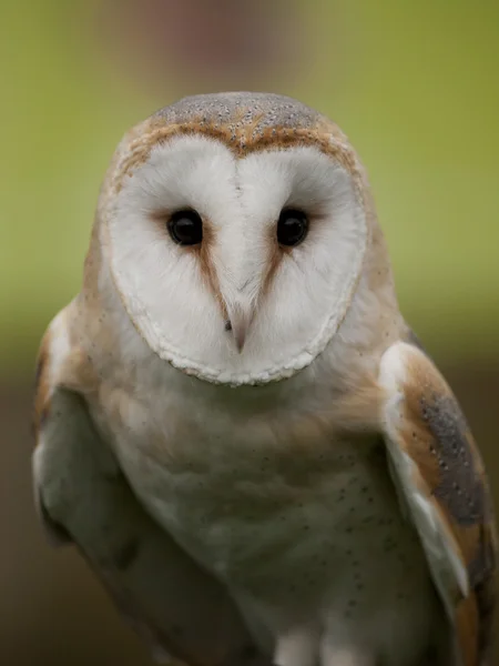 Portrait of a barn owl (Tyto alba) — Stock Photo, Image