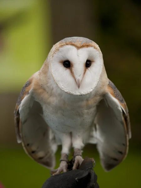 Portrait of a barn owl (Tyto alba) ready for flight — Stock Photo, Image