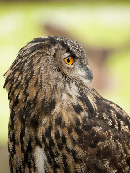 Portrait of a Eurasian Eagle-Owl (bobu bubo) — Stock Photo, Image