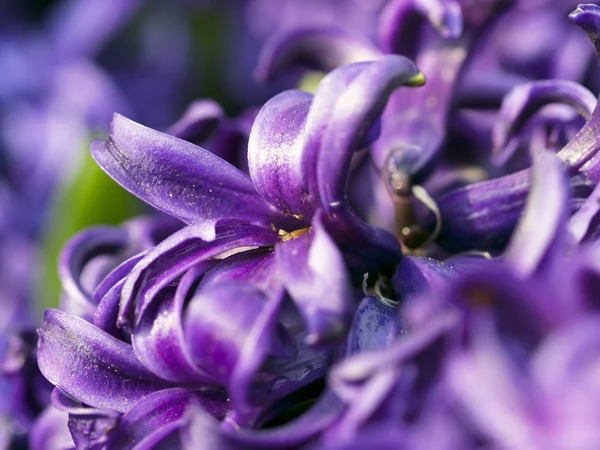 Пурпурный гиацинт — стоковое фото