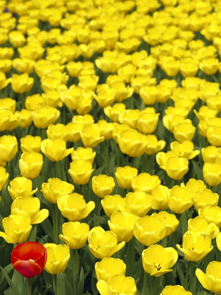 Campo de tulipas — Fotografia de Stock