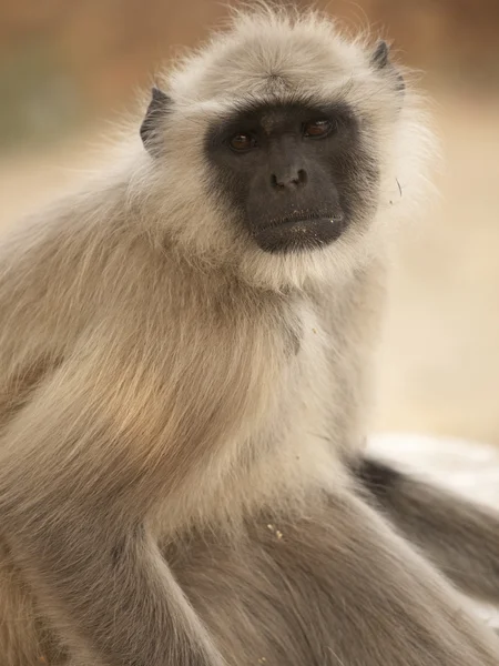 De grijze langur in jaigarh fort - jaipur, india — Stockfoto