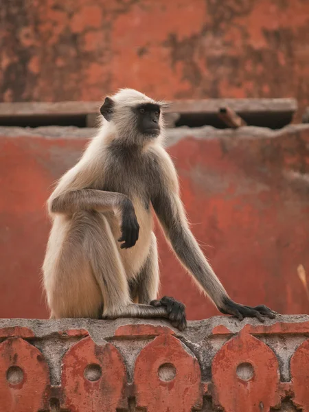 Il langur grigio a Jaigarh Fort - Jaipur, India — Foto Stock