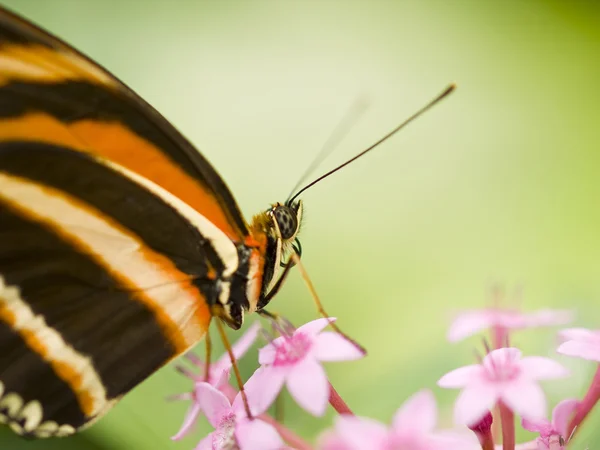 Pruhované Orange Heliconian (Dryadula phaetusa) krmení na květiny — Stock fotografie