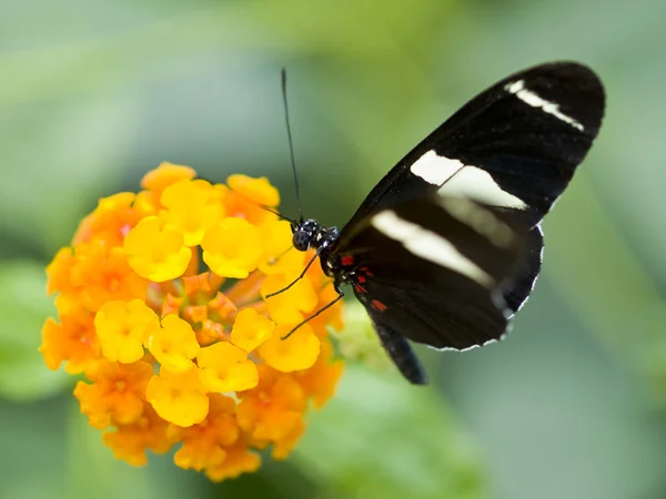 Farfalla postino (Heliconius melpomene) che si nutre di fiori Immagini Stock Royalty Free