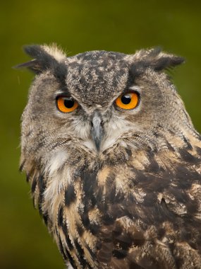 Portrait of a Eurasian Eagle-Owl (bobu bubo) clipart